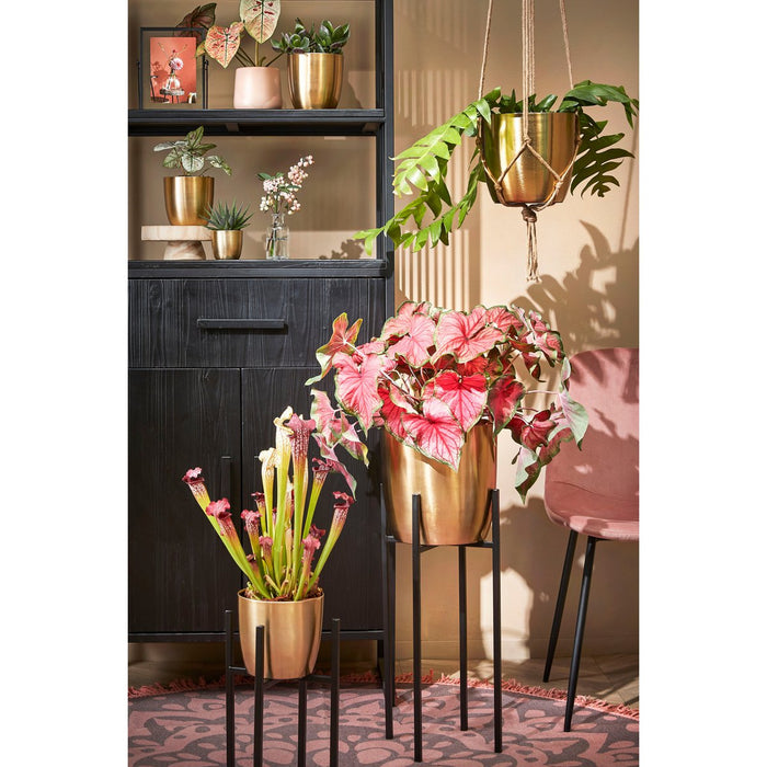 Plantenstandaard XL - L34 x B34 x H71 cm - Metaal - Zwart
