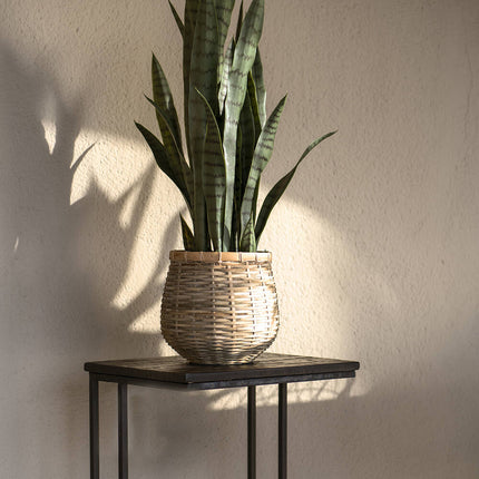 Konstväxt Sansevieria - ↕70cm