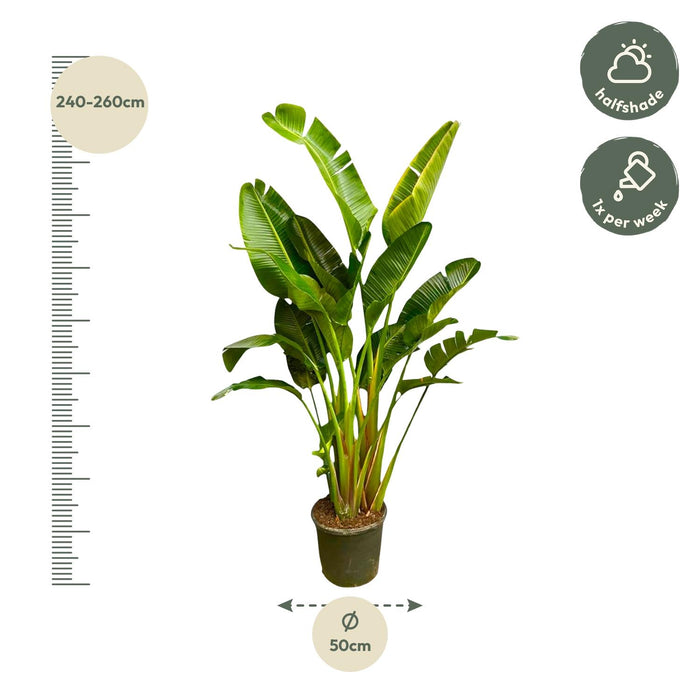 Strelitzia Augusta multi stam XXL - ↕250cm - Ø50cm