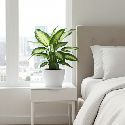 Dieffenbachia Camilla - Hvid potte Bruxelles D18x17cm -↕45cm - Ø17cm