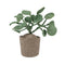 Vilten Planten