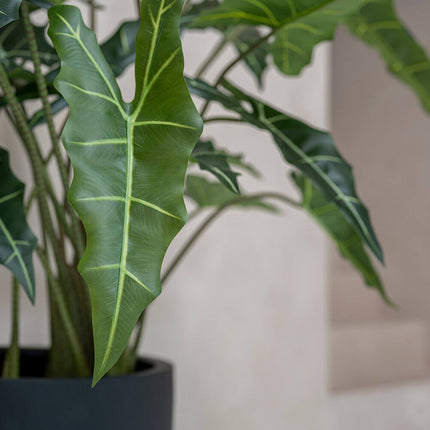 Konstväxt Alocasia taro - ↕120cm