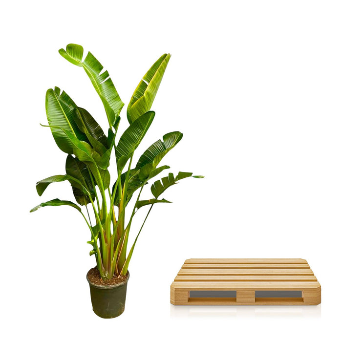 Strelitzia Augusta multi stam XXL - ↕250cm - Ø50cm