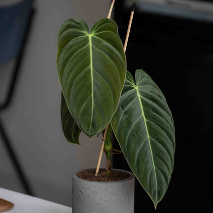 Pottery Pots Charlie XXL, Mocha Washed Ø41,6cm