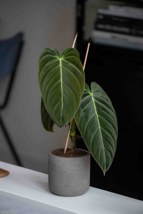 Pottery Pots Charlie XXL, Mocha Washed Ø41,6cm