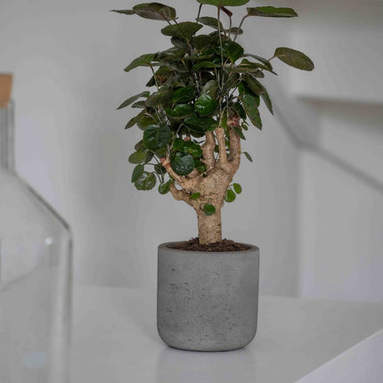 Pottery Pots Charlie XXL, Mocha Washed Ø41,6cm