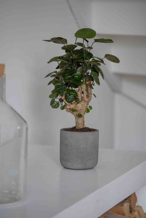 Pottery Pots Charlie XXL, Mocha Washed Ø41,6cm