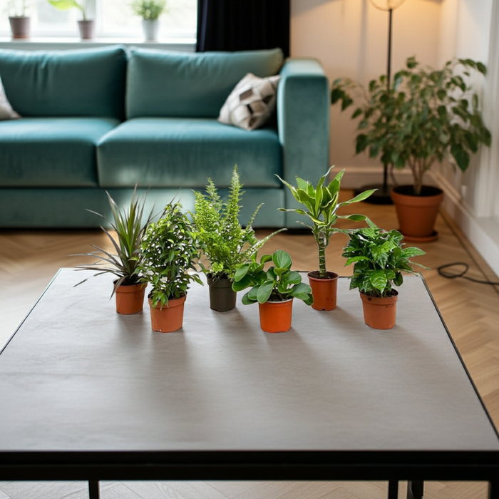 Verrassingsbox - 6 planten - ↕20-40cm - Ø12cm