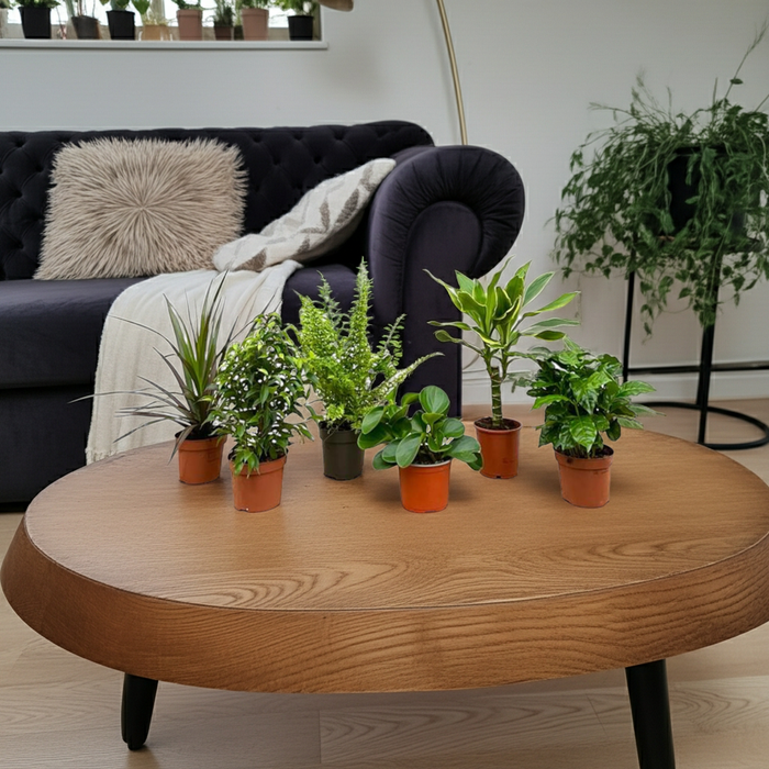 Verrassingsbox - 6 planten - ↕20-40cm - Ø12cm