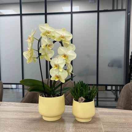 Pot de fleurs scandinave jaune Hummingbird Home | Ø 9 cm