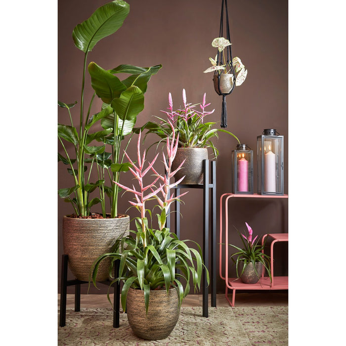 Plantenstandaard XL - L38 x B38 x H95 cm - Metaal - Zwart