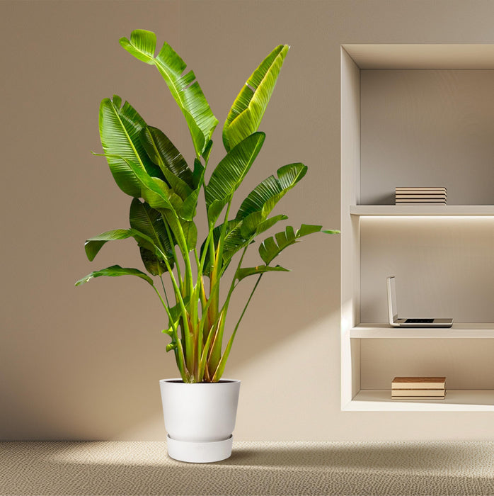 Strelitzia Augusta multi stam XXL - ↕250cm - Ø50cm