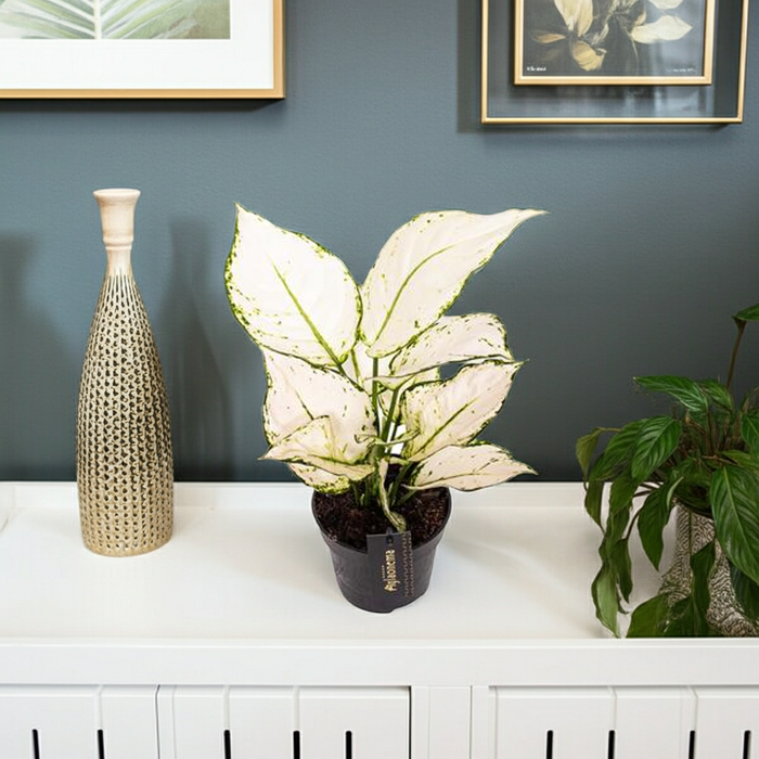 Aglaonema White Joy - ↕35cm - Ø12cm