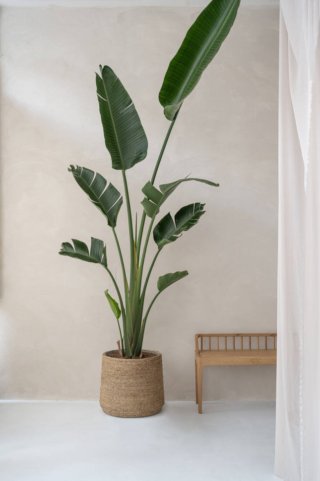 Pottery Pots Patt XL, Straw Grass Ø45 cm