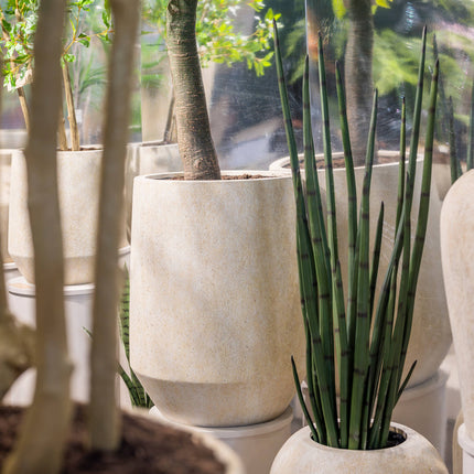 Konstväxt Sansevieria cylindrica - ↕120cm