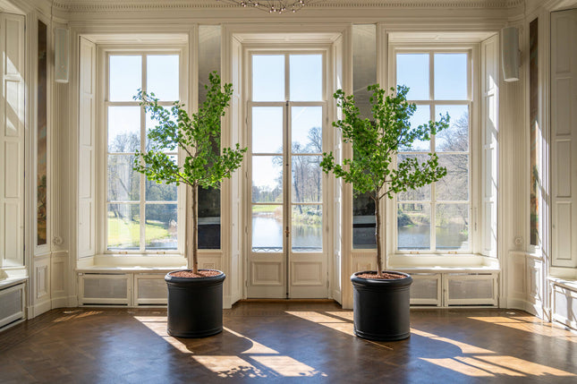 Artificial plant Ginko biloba tree XL, 270 cm