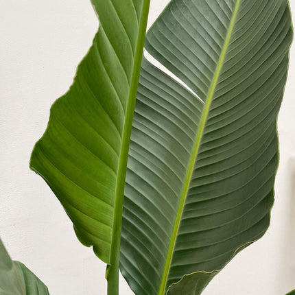 Strelitzia Augusta multi stelo XXL - ↕250cm - Ø30-40cm