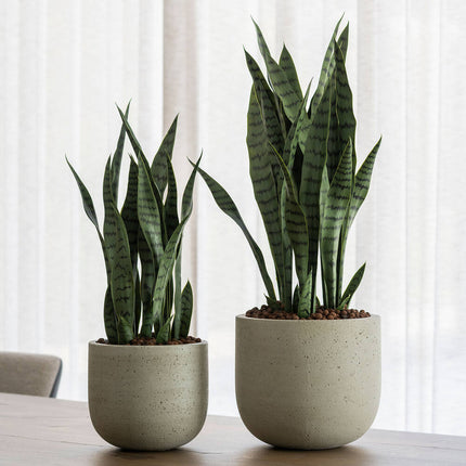 Konstväxt Sansevieria - ↕70cm