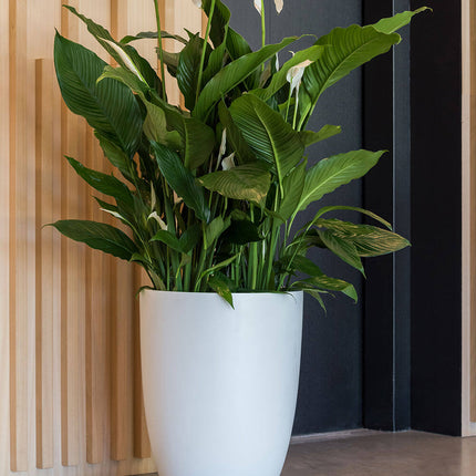 Pottery Pots Ben XL, Matte White Ø42 cm