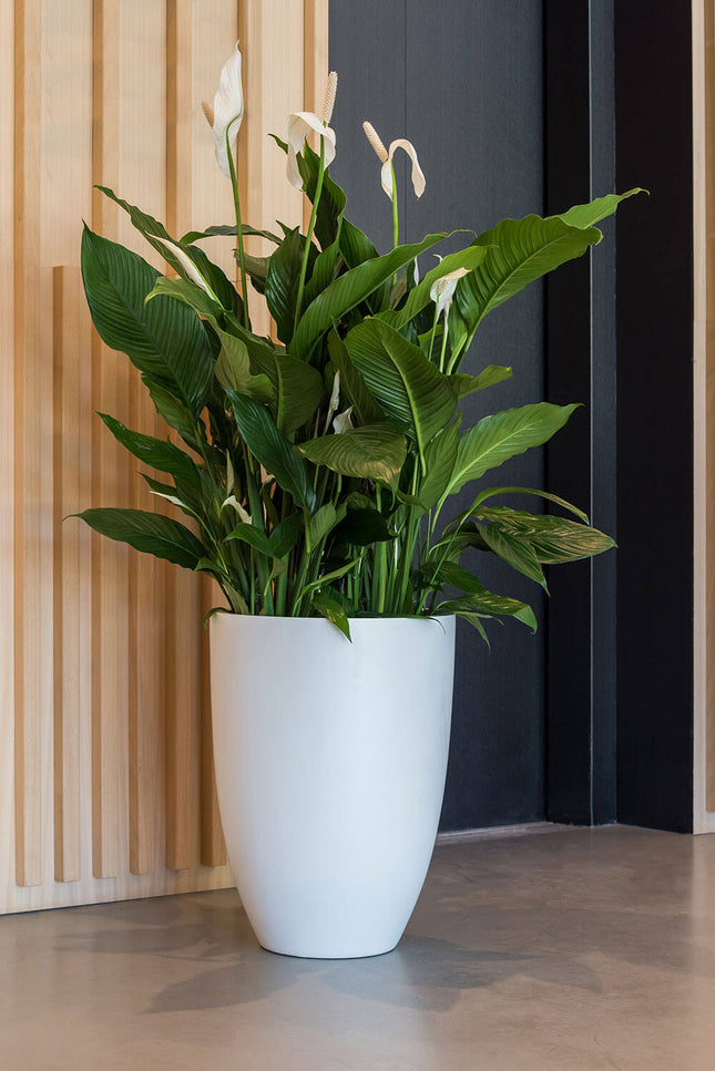 Pottery Pots Ben XL, Matte White Ø42 cm