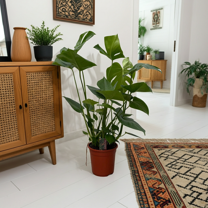 Monstera - Gatenplant - ↕70cm