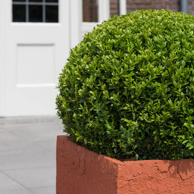 Artificial Boxwood Round Plant S, 52 cm