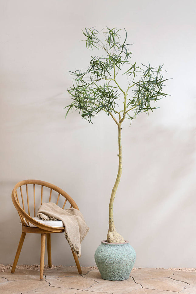 Artificial Queensland bottle tree L, 200 cm