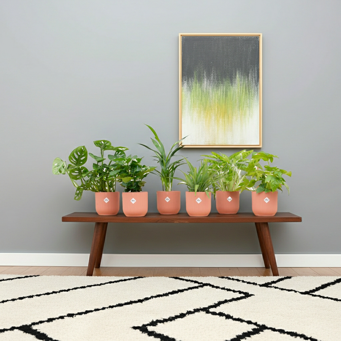 Surprise box - 6 plants including elho Vibes Fold Round pink - Ø14cm