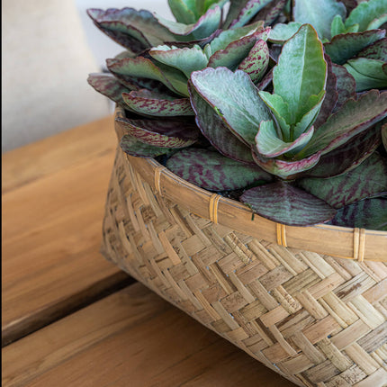 Pottery Pots Nala Low L, Bamboo Ø46 cm