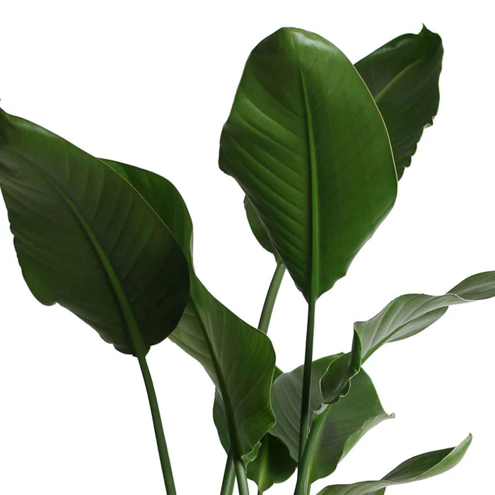 Strelitzia Nicolai - Paradijsvogelplant - ↕90cm - Ø19cm