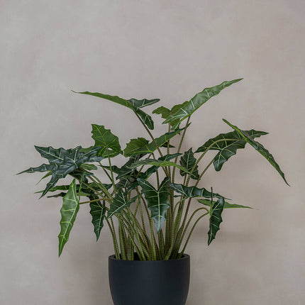 Konstväxt Alocasia taro - ↕120cm