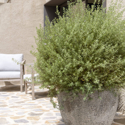 Pottery Pots Jesslyn XL, Imperial White Ø77 cm