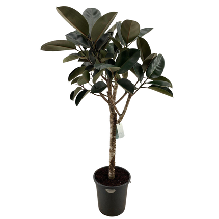 Ficus Elastica Burgundy - ↕170cm