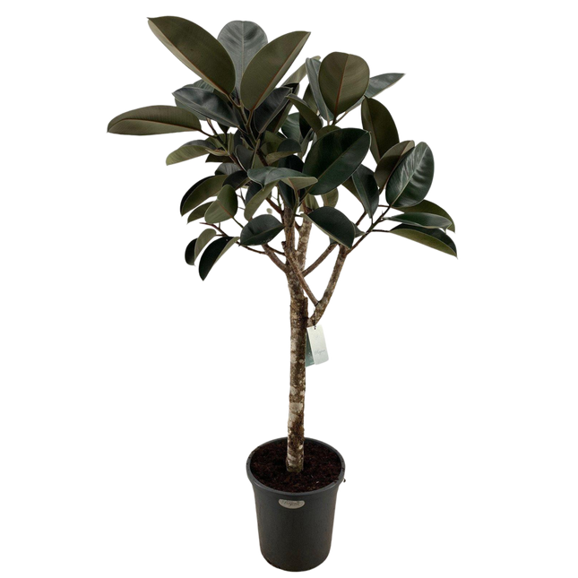 Ficus Elastica Borgogna - ↕170cm