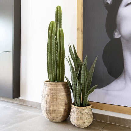 Konstväxt Sansevieria - ↕70cm