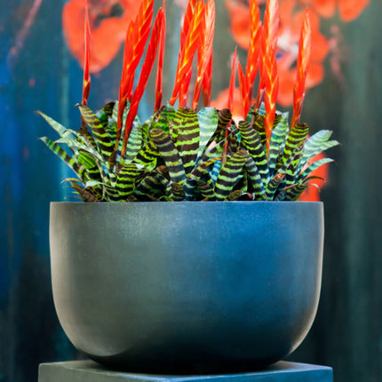 Pottery Pots Sunny L, zwart Ø35 cm