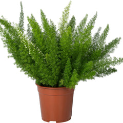 Collection image for: Asparagus Plant