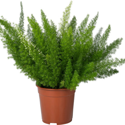 Asparagus Densiflorus Meyers - Ø17cm - ↕50cm