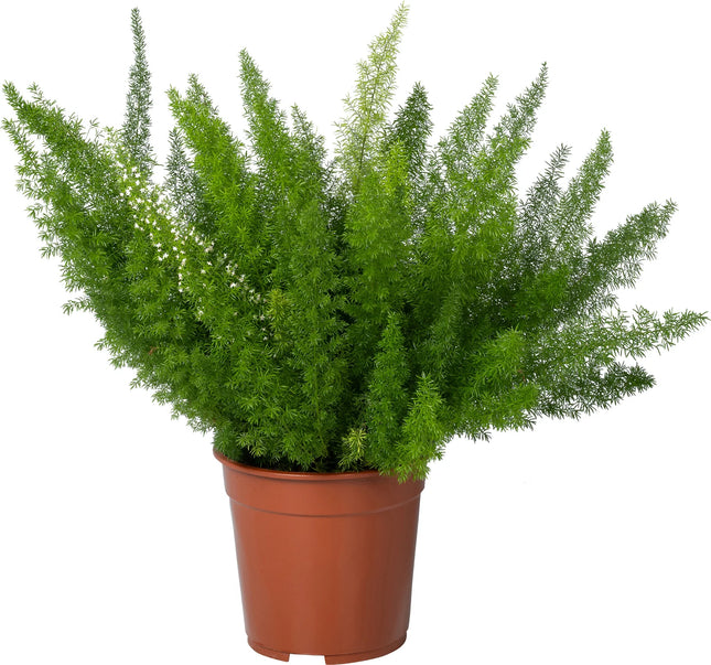Asparagus Densiflorus Meyers - Ø17cm - ↕50cm