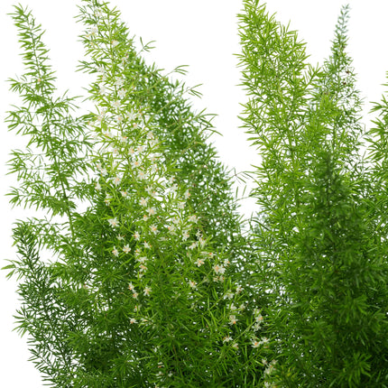 Asparagus Densiflorus Meyers - Ø17cm - ↕50cm