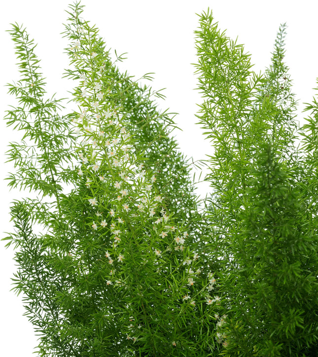 Asparagus Densiflorus Meyers - Ø17cm - ↕50cm