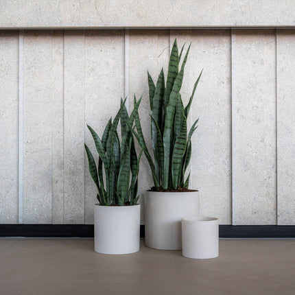 Konstväxt Sansevieria - ↕70cm