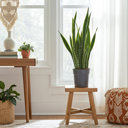 Sansevieria Laurentii XL - Pianta Serpente - ↕70cm - Ø17cm