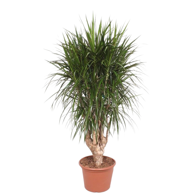 Dracaena Marginata ramificata XXL - ↕190cm - Ø40-45cm