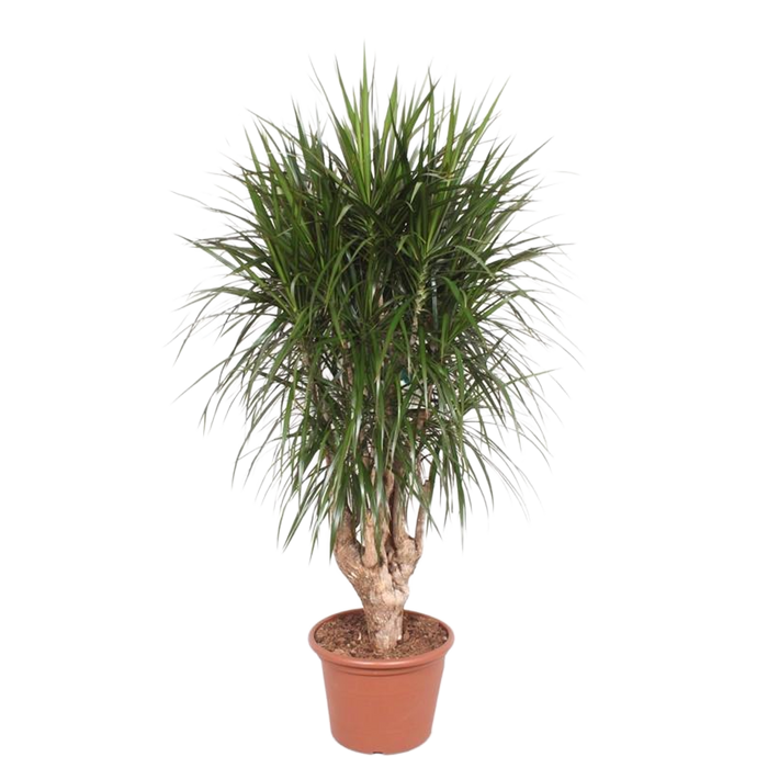 Dracaena Marginata vertakt XXL - 190cm ⌀ 40-45 cm