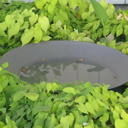 Cuenco de agua de 60 cm - Acero revestido