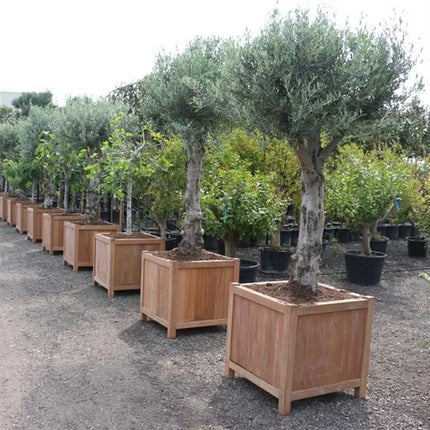 Jardinera de madera dura con patas, 100 x 100 x 60 cm
