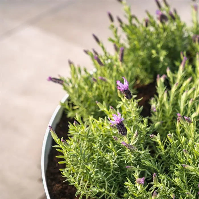 Stalen Plantenbak Rond 120 x 61 cm | Gecoat