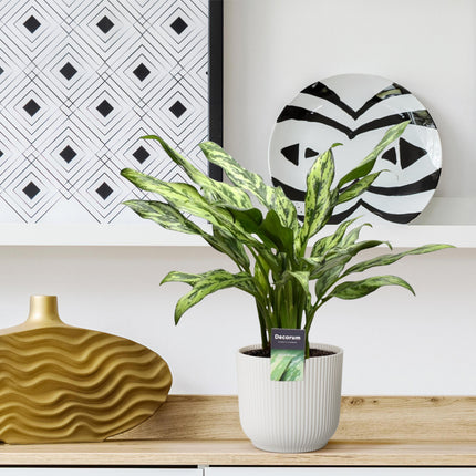 Aglaonema Juliette - ↕40cm - Ø12cm