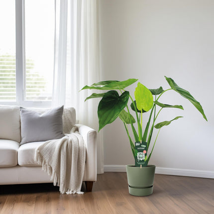 Alocasia Cucullata - Orecchio d'elefante - ↕55cm - Ø19cm